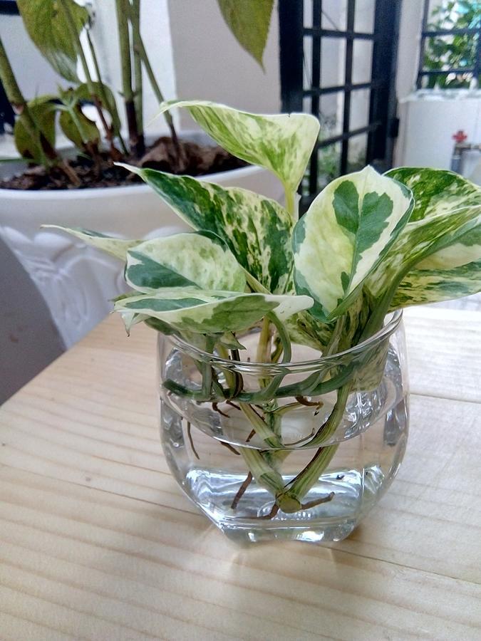 Lidu Home Cần Thơ Ngoại thất bức ảnh